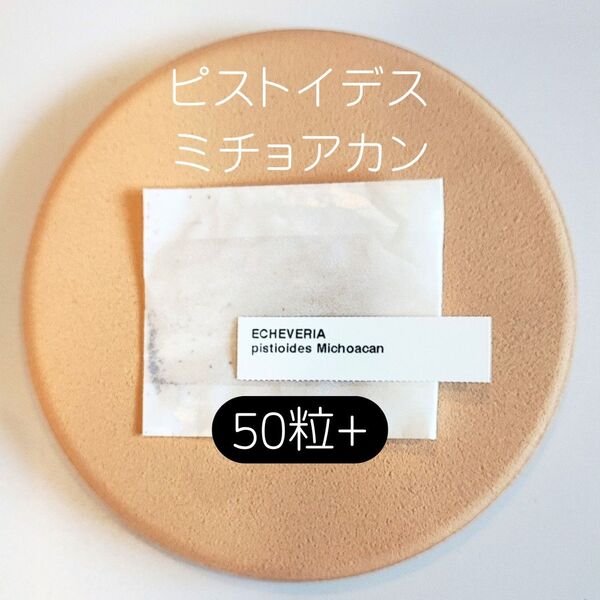 エケベリア ピストイデス ミチョアカン 50粒 多肉 種子 原種 ケーレス