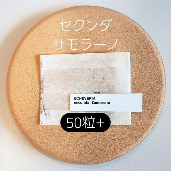 エケベリア セクンダ サモラーノ 50粒 多肉 種子 原種 ケーレス