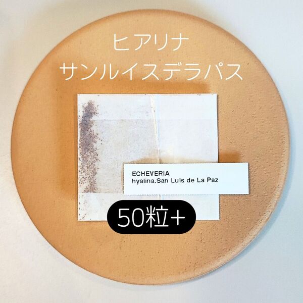 エケベリア ヒアリナ ラパス 50粒 多肉 種子 原種 ケーレス