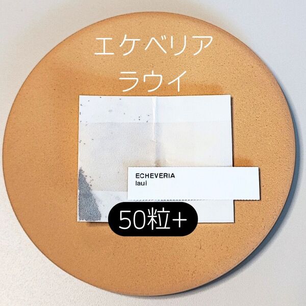 エケベリア ラウイ 50粒 多肉 種子 原種 ケーレス