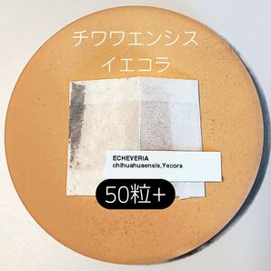エケベリア チワワエンシス イエコラ 50粒 多肉 種子 原種 ケーレス