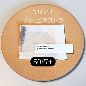 エケベリア ユリアナ リオピアストラ 50粒 多肉 種子 原種 ケーレス