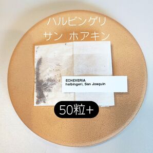 エケベリア ハルビンゲリ サンホアキン 50粒 多肉 種子 原種 ケーレス