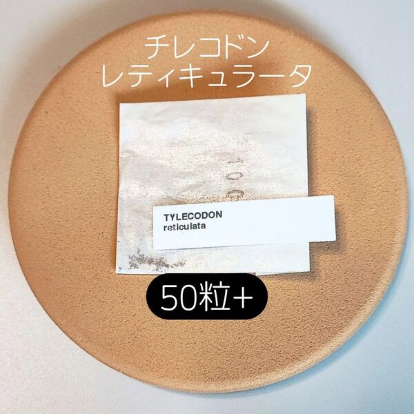 チレコドン レティキュラータ 50粒 塊根植物 多肉植物 種子 コーデックス