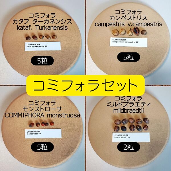 2025/06入荷 コミフォラ 今期輸入分 セット 塊根植物 種子 コーデックス