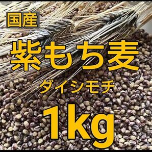 もち麦1kg 国産 紫もち麦 ダイシモチ 美味しく食べやすく精麦済み
