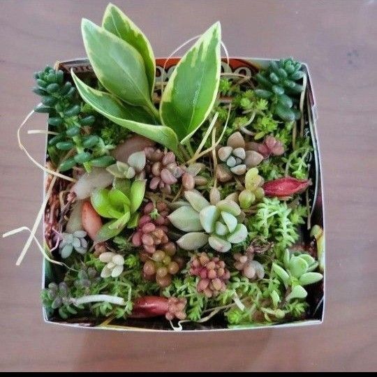 多肉植物 セダム 可愛い寄せ植えセット