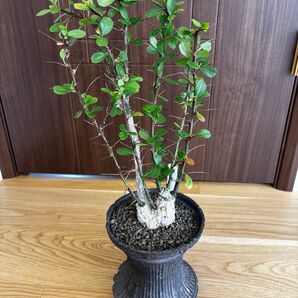 【希少】フォークイエリア ファシクラータ Wヘッド 実生30年以上もの