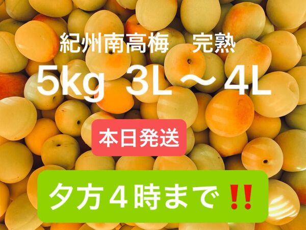 本場和歌山産 南高梅 梅ジュース 梅干し 梅酒 シロップ ジャム 完熟 3L〜4L混合 5kg 農家直産