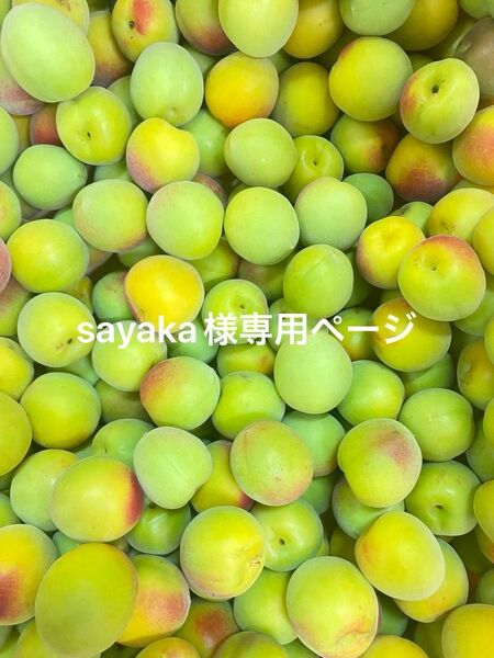 南高梅 紀州和歌山産 産地直送 青梅 大きめ5kg