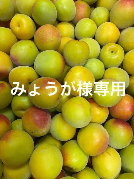 紀州南高梅 完熟 農家直産 4kg 2L〜