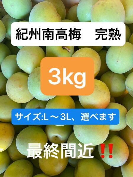 紀州南高梅 完熟 農家直産 3kg
