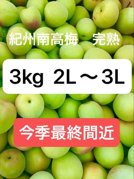 採れたて新鮮 プラム 和歌山県産 南高梅 完熟