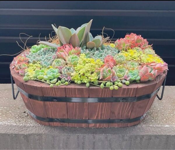 父の日 寄せ植え 多肉植物 寄せ植え 特大 a