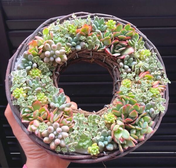 寄せ植え 多肉植物 リース