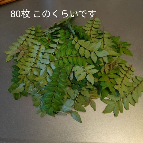 信州産 山椒の葉 80枚