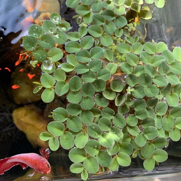 サルビニアククラータ 水草 浮草 6cm×6cm ★ 無農薬
