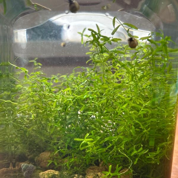 無農薬 水草 パールグラス 20本