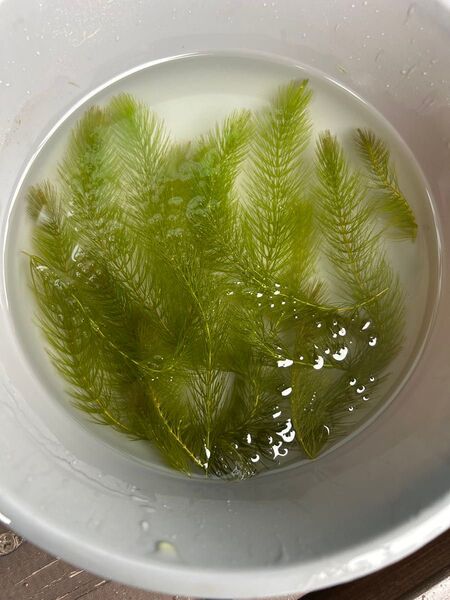 無農薬 水草 マツモ 10本