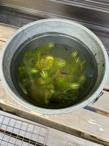 無農薬 水草 マツモ 10本
