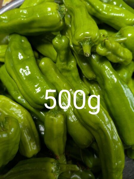 ししとう 500g 無農薬 浜松産