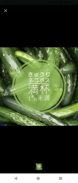 訳あり きゅうり 1kg未満 ネコポス発送