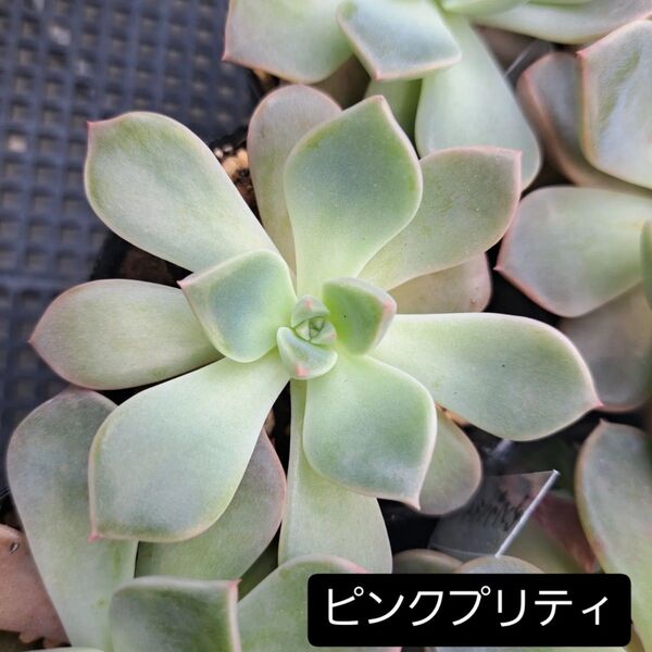 葉挿し 多肉植物 ピンクプリティ 20枚セット