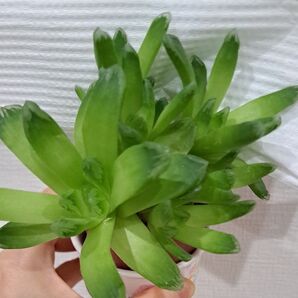 ハオルチア オブツーサ 抜き苗 2