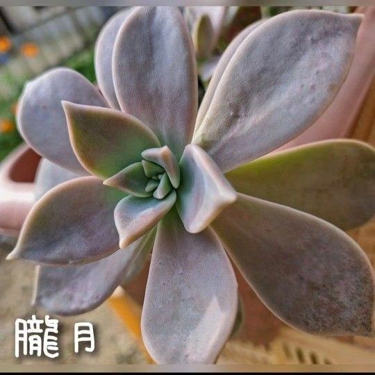 多肉植物 葉挿しセット 朧月 白牡丹 秀麗 葉刺し はざし