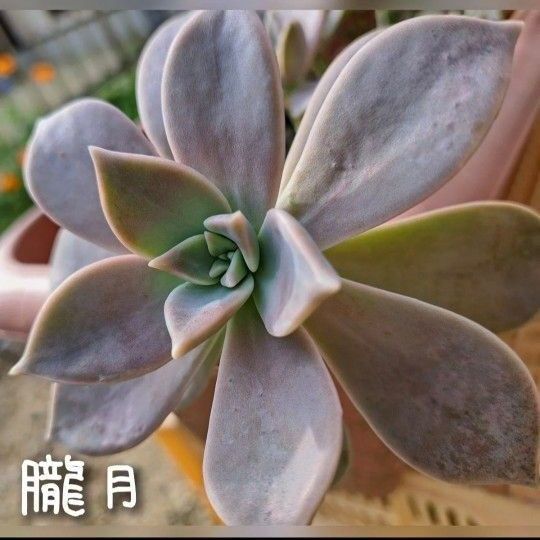 多肉植物 葉挿しセット 朧月 秀麗 白牡丹 葉刺し はざし