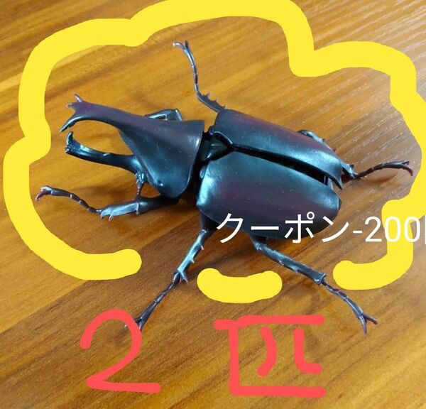 いきもの大図鑑かぶとむし03#5ヒメカブト赤褐色 (2つ)