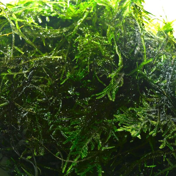 【紗参めだか】ウィローモス 20g