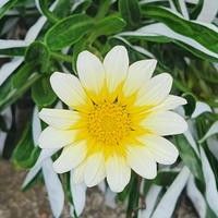 ガザニア クリーム色抜き 苗 3株