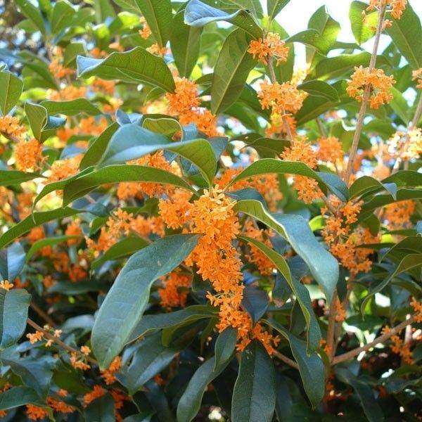 キンモクセイ 金木犀 挿し穂20cmほど 20本
