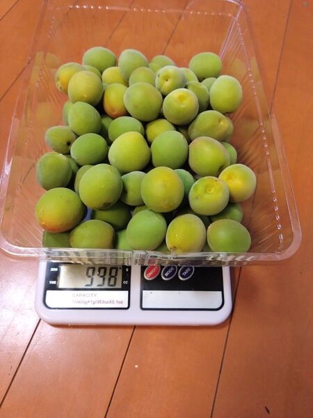 白梅青梅 無農薬 新鮮約1kg 梅酒梅シロップに