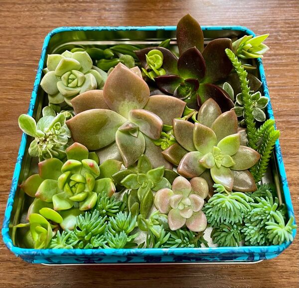 多肉植物 寄せ植え