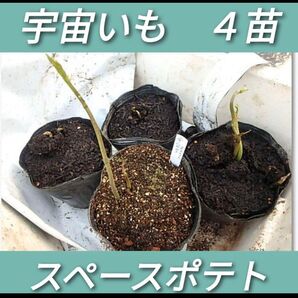 苗 宇宙イモ エアーポテト 種芋 宇宙芋 宇宙いも スペースポテト