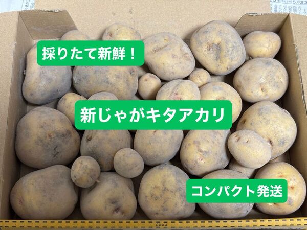 採りたて新鮮! 新じゃが キタアカリ コンパクト発送 じゃがいも 新じゃがいも