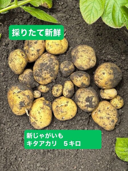 採りたて 新じゃがいも きたあかり 5キロ キタアカリ 新じゃが