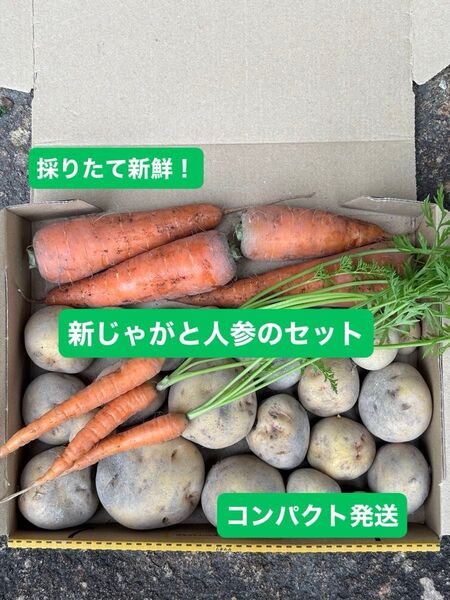 採りたて新鮮! 新じゃがと人参セット コンパクト発送 アロマレッド メロディーライン キタアカリ じゃがいも