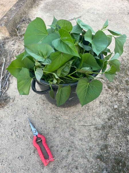 育てやすい安納芋(切り苗・芋蔓)20本になります