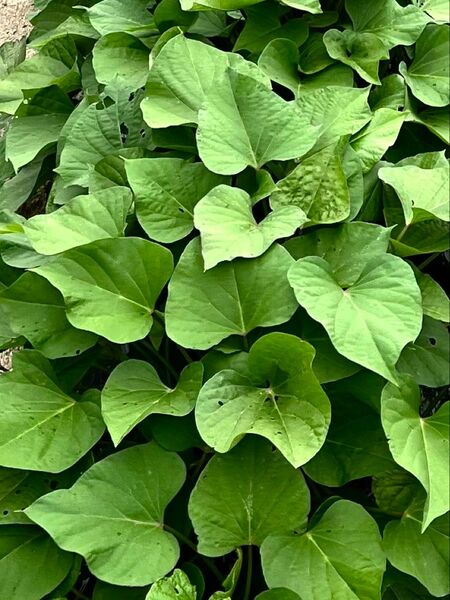 育てやすいべにはるか(切り苗・芋蔓)10本になります