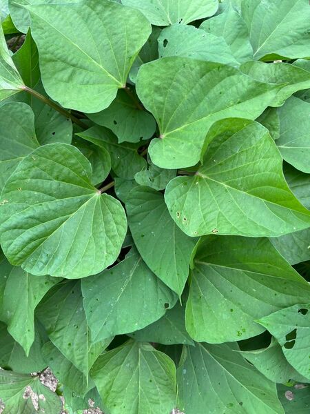 育てやすいべにはるか(切り苗・芋蔓)20本になります