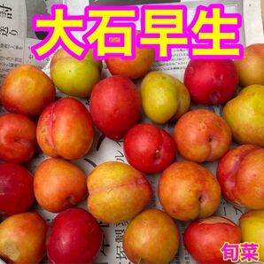 スモモ 大石早生 1キロ以上 低農薬 ご家庭用 季 すもも