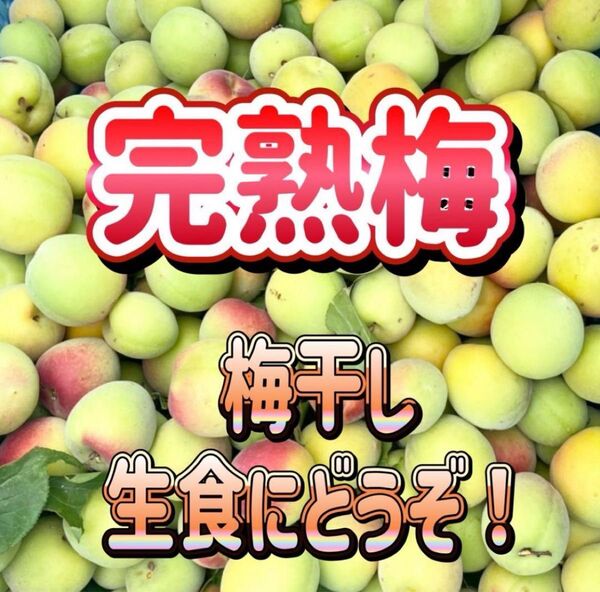 梅 完熟梅 家庭用 約1キロ うめ 梅干し 干し梅