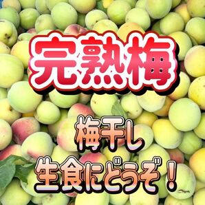 梅 完熟梅 家庭用 約1キロ うめ 梅干し 干し梅