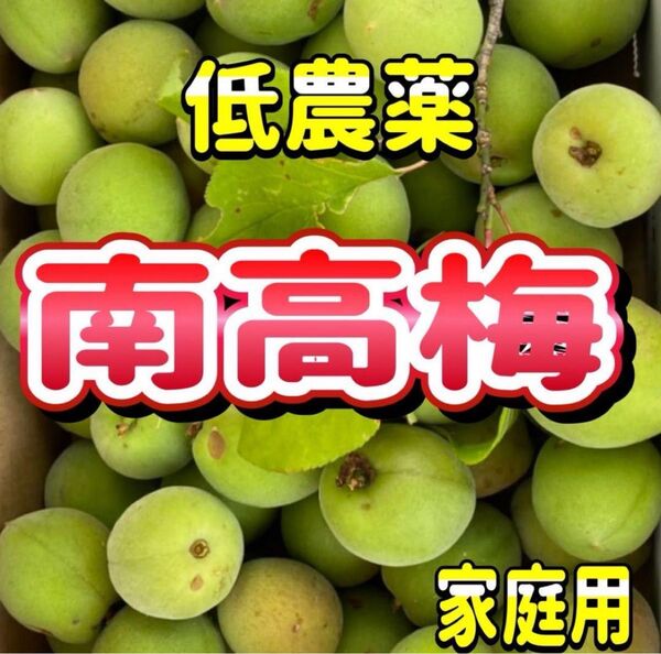 南高梅 なんこうばい 低農薬栽培 約1キロ ご家庭用