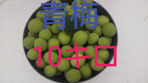 青梅10キロ(徳島県産)完全無農薬農家直送