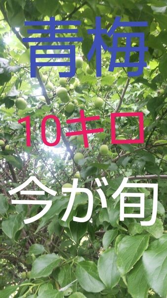 青梅10キロ(徳島県産)完全無農薬農家直送