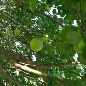 採れたて 青梅(無農薬) 梅酒 梅シロップ 梅干し用として